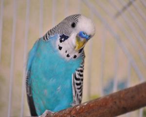 blue-parakeet-jai-johnson